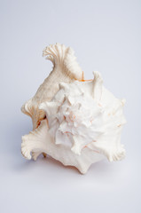 Obraz na płótnie Canvas sea shell isolated on white background 2