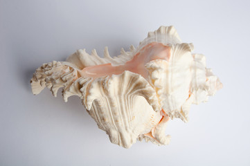 shell isolated white