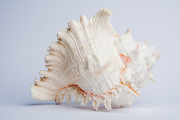 sea shell isolated