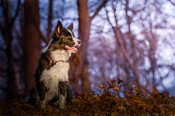 Border Collie dog outdoor