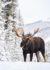 Moose in Snow in Jasper Canada 