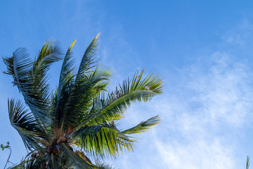 Obraz na płótnie Canvas Crown of palm tree of coconut on blue sky background