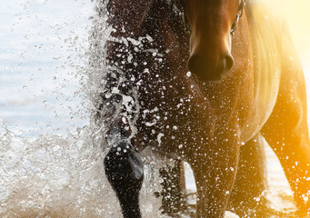 Horse in water with rider - 313920693