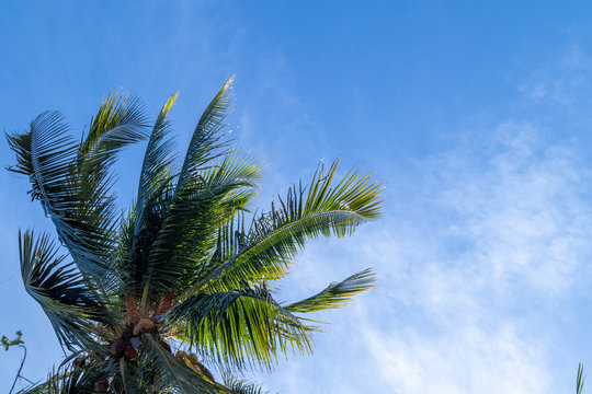 Crown of palm tree of coconut on blue sky background