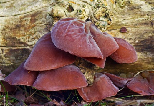 Brown fruiting bodies of Jew’s ear, a saprophytic fungus, growing on dead wood 