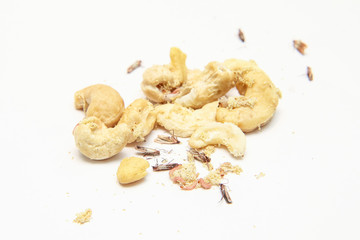 A picture of cashew nuts infested with caterpillars and butterflies of the meal moth. Isolated on a white background. 
