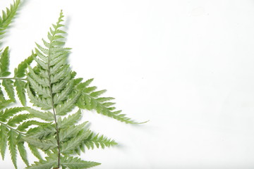 Picture of common lady-fern / Athyrium filix-femina leafs on a white isolated background