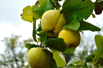 Quince on a tree branch grows among the leaves in the garden.