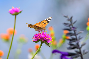 Painted Lady on Pink Flower - A Painted Lady butterfly, Vanessa cardui, standing and feeding on a bright pink  flower in a summer flowerbed. Denver, Colorado, USA.