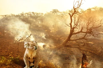 Foto op Aluminium Compositie over Australische dieren in het wild in bosbranden van Australië in 2020. koala met vuur op de achtergrond. De brand van januari 2020 die Australië treft, wordt beschouwd als de meest verwoestende en dodelijke ooit gezien © bennymarty