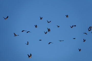 Fototapeta premium A flying flock of ravens