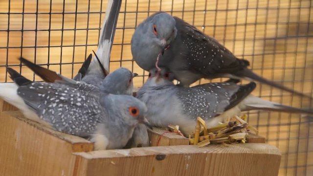family of diamond doves together in their nest, typical social bird behavior
