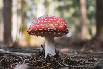 Red fly agaric mushroom in forest.
