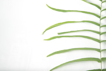 Pleopeltis polypodioides (syn. Polypodium polypodioides), also known as the resurrection fern, is a species of creeping, coarse-textured fern native to the Americas and Africa on a isolated background