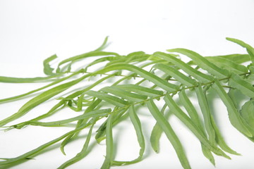 Fototapeta premium Pleopeltis polypodioides (syn. Polypodium polypodioides), also known as the resurrection fern, is a species of creeping, coarse-textured fern native to the Americas and Africa on a isolated background