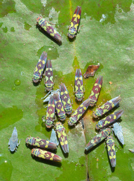 Group Of Leafhoppers Over A Lily Pad