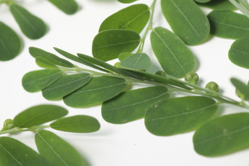 Meniran / Phyllanthus urinaria, one of herb that can use for herbal medicine. Shoot on an isolated white background.