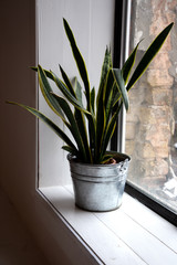 Modern Houseplant Sansevieria trifasciate in a galvanized bucket against the large window in a white room. Long leaf dracaenaceae for background.