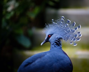 Victoria Crowned Pigeon