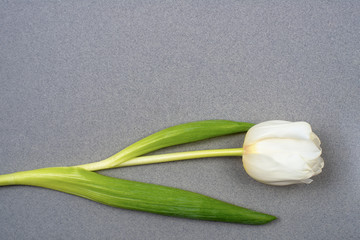 One white tulip rests on gray paper. View from above