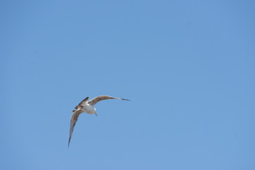 an isolated white seagull flies high in the clear blue sky away from the camera with wings spread