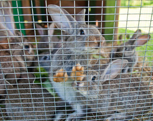 Rabbits in a hutch, summer day 