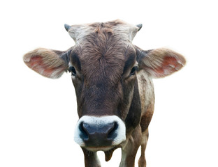 A brown calf, isolated on white background