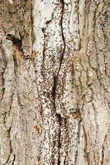 Obraz premium A lot of ants on a tree trunk