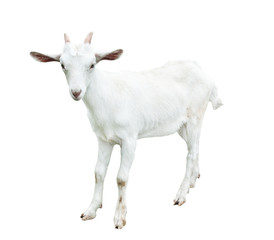Young goat, isolated on white background 