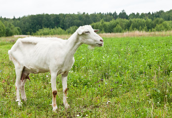 Obraz na płótnie Canvas Very lean white goat on green grass