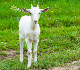 Obraz premium A young white goat on green grass in summer day