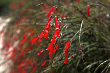 red Campanula blossoming flowers. Red bellflower. Spring blossom tenderness.