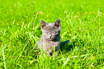 Naklejka na ściany i meble Little grey kitty is sitting in green grass in sunny summer day