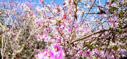 Obraz premium Spring blossom tenderness. Bright pink flowers of tree on background of blue sky. pink color contrast.