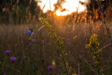 Summer landscape. Field with flowers at sunset (backlight)