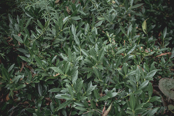 Green leaves in a garden