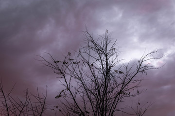 Storm clouds with a tree without leaves