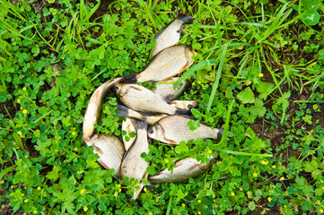 Fresh catched fish on green grass