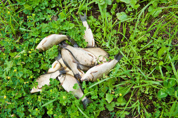 Fresh catched fish on green grass