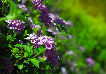 Spring blossom violet tenderness. Bright blossoming flowers on background of green. pink color contrast.