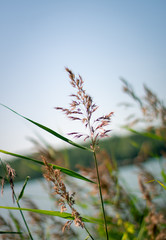Reed at the beach