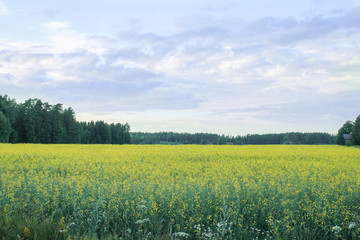 green field and blue sky