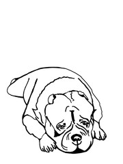 Sad pug. Pug is lying on his stomach and is sad. Black and white outline drawing with free space for your notes. Postcard, picture, packaging, poster. Raster illustration.