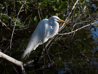 Great egret,  ardea alba, sitting on old wood in wetland