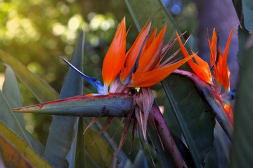 Species, ingredients tea flowers and soaps in the street market of Akka