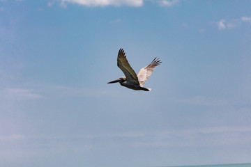 Pelican flies by blue sky, Florida, USA