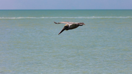 Pelican flying for fish searching, Sanibel Island, Florida, USA