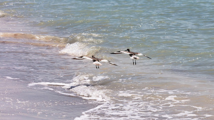 Two long-billed dowitcher flying over shoreline, Florida, USA