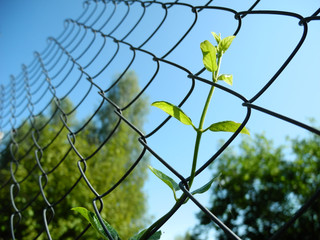 Honeysuckle sprig climbs on wire mesh to sky. Growth, development, upward movement concept. 