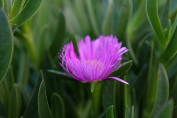Fototapeta premium Beautiful Purple Violet Flowers Close-up. Beautiful Purple Violet Flowers Close-up. Colorful floral horisontal image